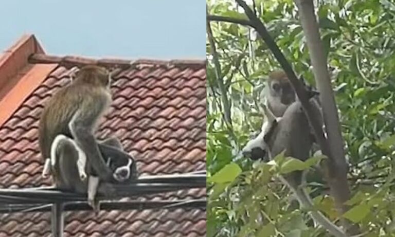 Fue rescatado un perrito tras ser secuestrado por un mono