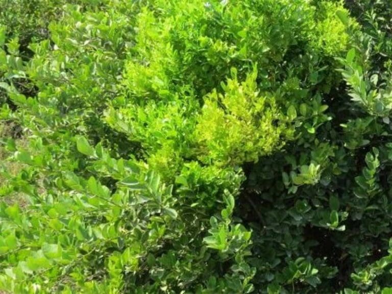 Descubren molécula microbiana que capaz de convertir a las plantas en “zombies”