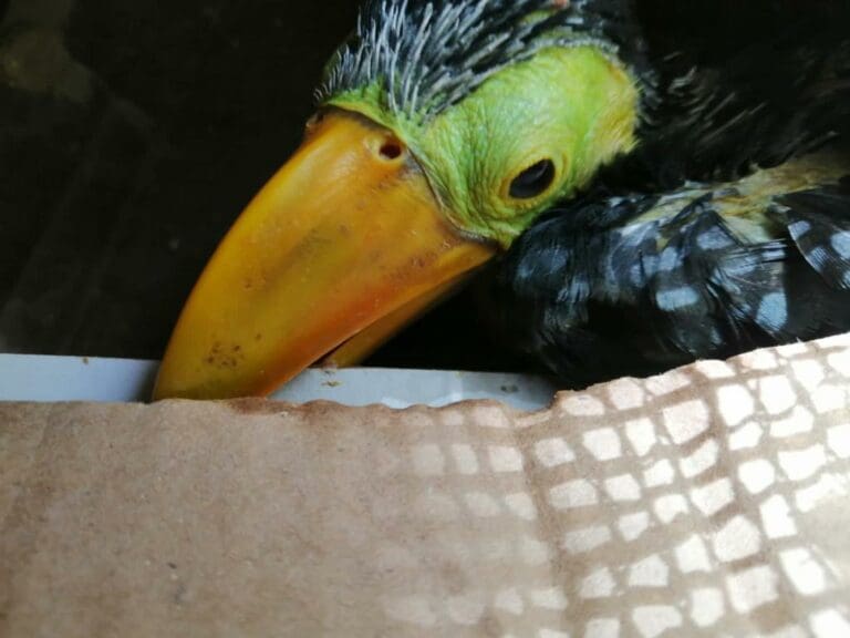 Rescatan a aves exóticas en tramo carretero Tulum-Puerto Juárez; hay un detenido