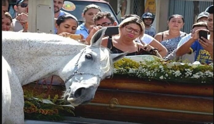 Conmueve caballo que va al funeral de su dueño y no quiere separarse del ataúd