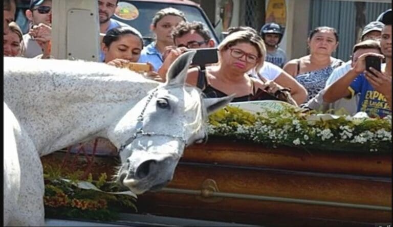 Conmueve caballo que va al funeral de su dueño y no quiere separarse del ataúd