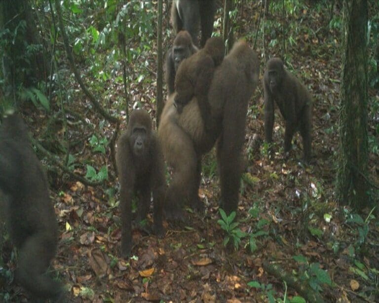 Cámaras trampa registran por primera vez a una especie de gorila que se creía extinta