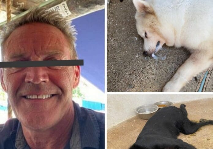 VIDEO: Extranjero envenena a perritos en Playacar; niños pudieron ser víctimas