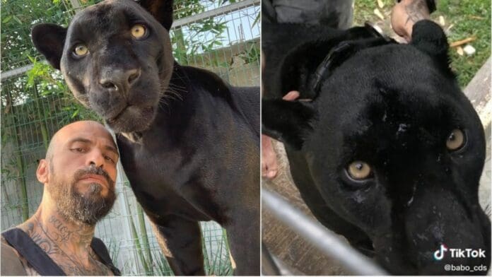 Critican a Babo, de Cartel de Santa, por video donde baña a su pantera