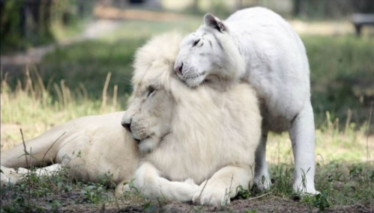 FOTOS: Nacen cuatro cachorros ‘ligres’ producto de un león blanco y una tigresa blanca