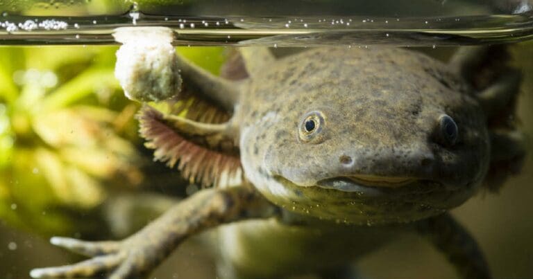 Conoce al achoque, el primo michoacanísimo del ajolote