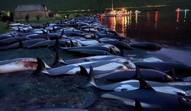 Matan cerca de 1500 delfines por sanguinaria tradición en Dinamarca
