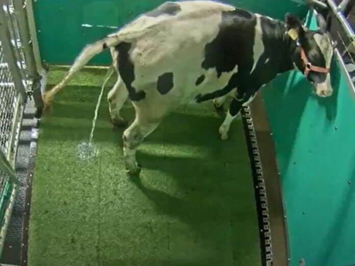Vacas 'aprenden' a ir al baño y con esto podrían salvar al planeta