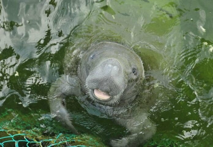 Daniel el manatí hoy cumple 18 años de ser rescatado y vive feliz en Chetumal