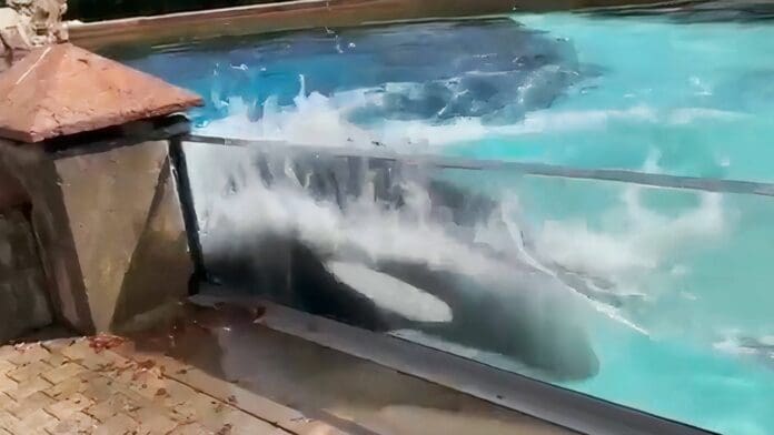 Orca 'más solitaria del mundo' se azota con desesperación contra barrera de su estanque