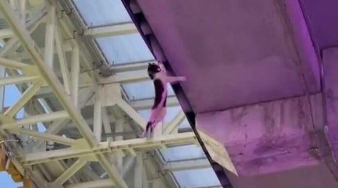 Un gato se subió a la parte alta de un estadio en Florida, lo que asustó a los presentes, pues temían que algo le pasara; fue salvado