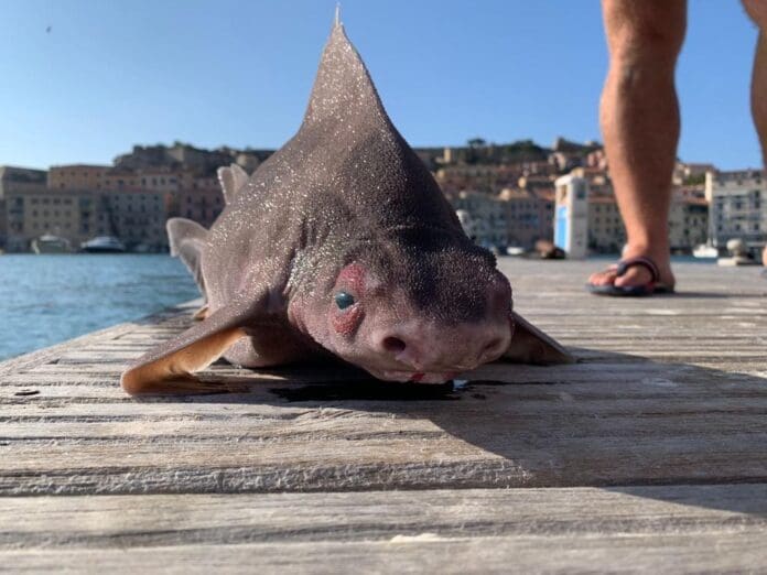 ¡Inaudito! Confunden a tiburón con monstruo marino en Italia