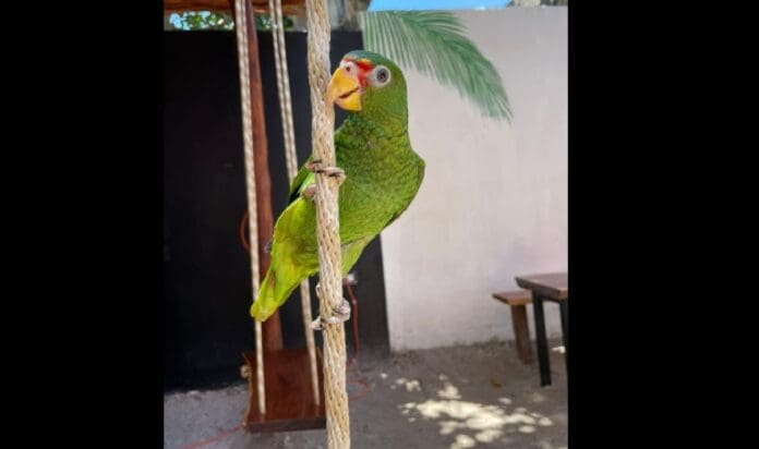 Ofrecen recompensa de 10 mil pesos por 