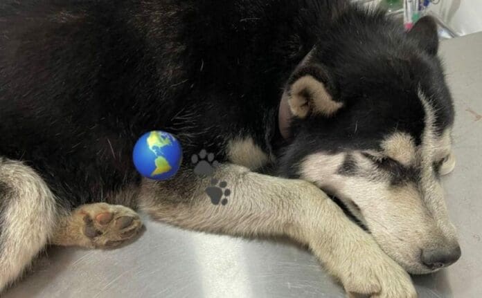 Un perrito fue atropellado por una patrulla en el Estado de México; la gente indignada pide que se sancione a los responsables