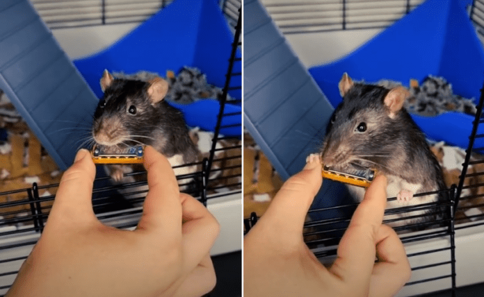 Rata 'toca' la armónica en TikTok y consigue más de 5 millones de reproducciones