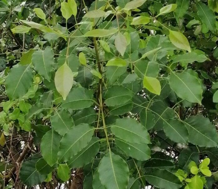 CUIDADO PERSONAS SENSIBLES: Crece Chechén en boulevard de Chetumal