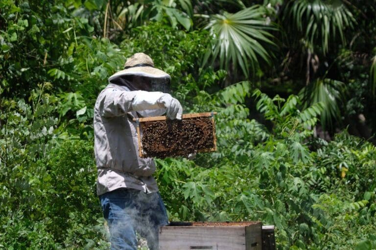 Con un campo fortalecido, Leona Vicario avanza en su diversificación económica