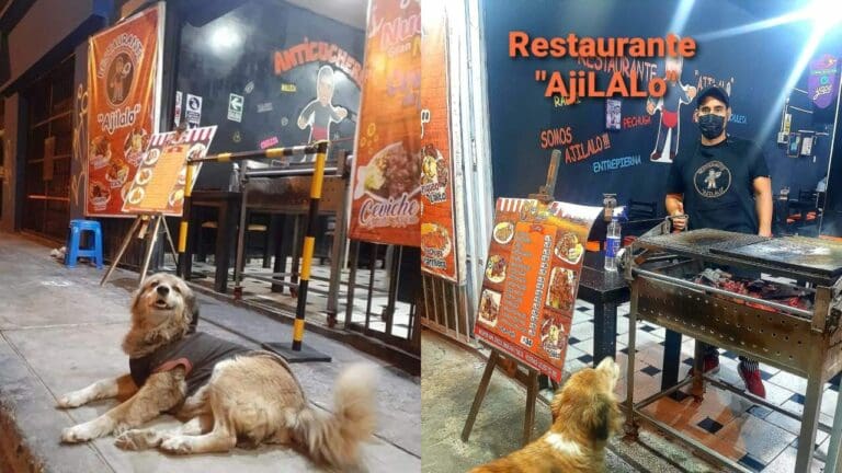 ¡Hermoso gesto! Dueño de taquería organiza banquete para perritos de la calle