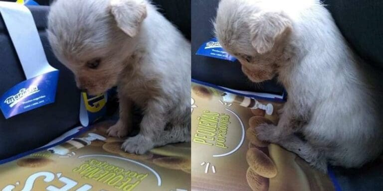 Perrita es rescatada de la basura y no quiere levantar la cara