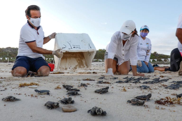 Tras impacto de huracán Grace, se han liberado 2 mil 500 tortuguitas en Cozumel