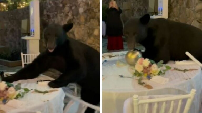 VIDEO: ¡No lo invitaron! Oso irrumpe en una boda y hasta come del banquete