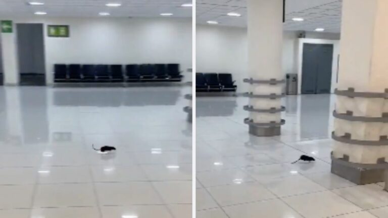 ¡Increíble! Captan a una rata paseándose por el AICM como si nada (Video)
