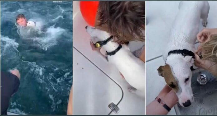 Unos jóvenes que paseaban en un barco lograron rescatar a un perrito que se estaba ahogando en medio del océano
