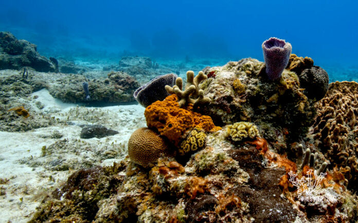 Empresa quintanaroense invertirá 1.5 millones en conservación del Arrecife Mesoamericano