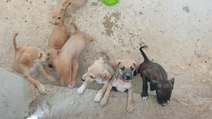 Playenses buscan hogar temporal para cachorros abandonados; los enviarán a Canadá