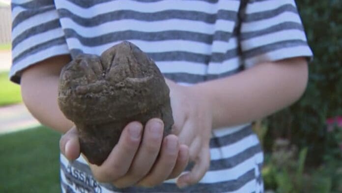 'Pensé que me iban a dar dinero': niño descubre fósil de mastodonte de 12 mil años