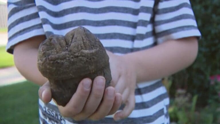 'Pensé que me iban a dar dinero': niño descubre fósil de mastodonte de 12 mil años