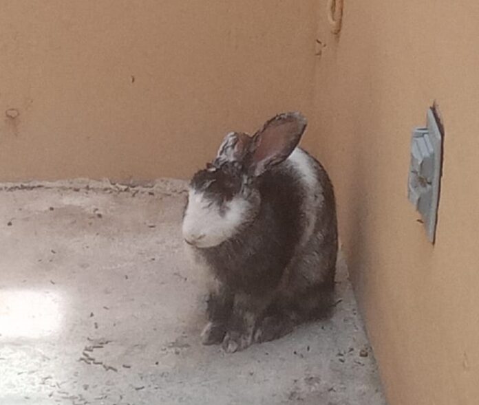 Vecina salva a conejita en Playa del Carmen y denuncia presunto maltrato animal
