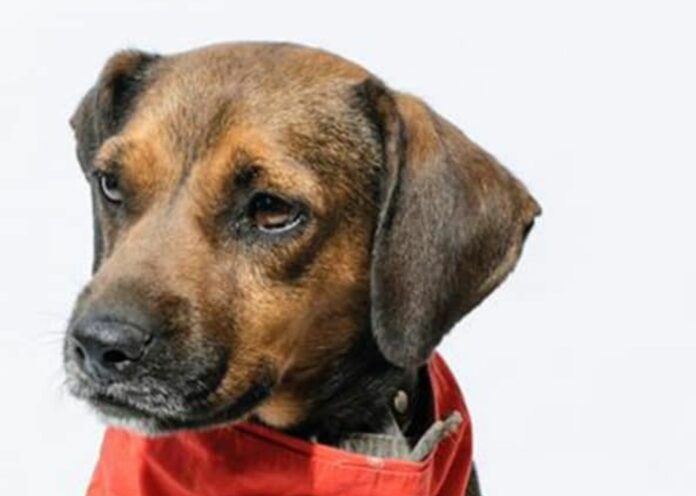 Familia deja a perrito bañado y perfumado porque 'se arrepintieron de adoptarlo'