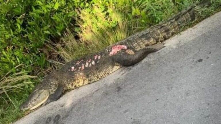 Camión de carga atropella y mata a cocodrilo en Santa Clara, Yucatán