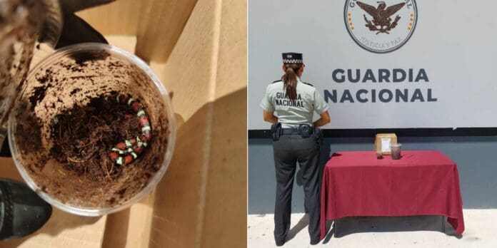 La Guardia Nacional rescató a dos serpientes conocidas como 