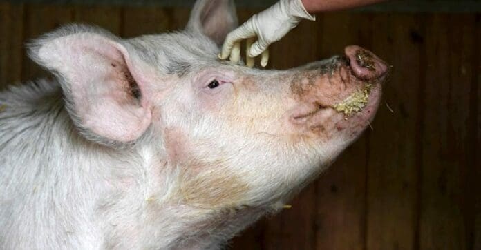 Han sacrificado a unos 600 cerdos en Reino Unido, todo porque no hay mano de obra que los cuide para consumo humano