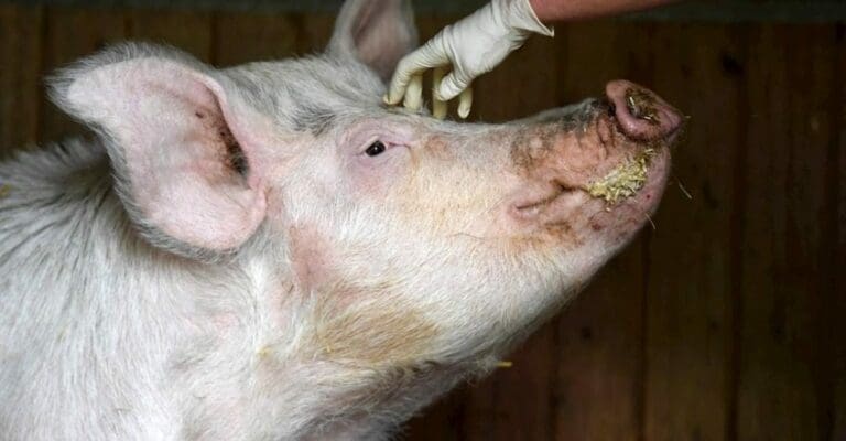 Han sacrificado a unos 600 cerdos en Reino Unido, todo porque no hay mano de obra que los cuide para consumo humano