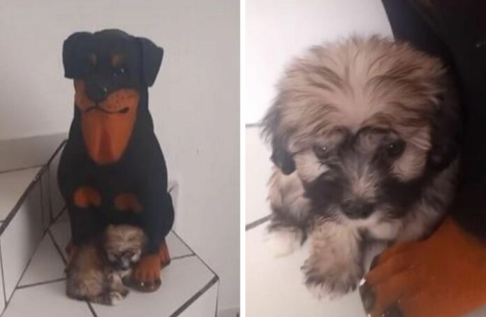 VIDEO: Perrito confunde alcancía con su mamá y se vuelve viral