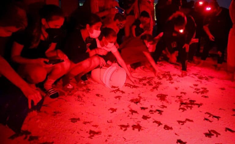 Comprometido gobierno de Benito Juárez con la protección a la tortuga marina