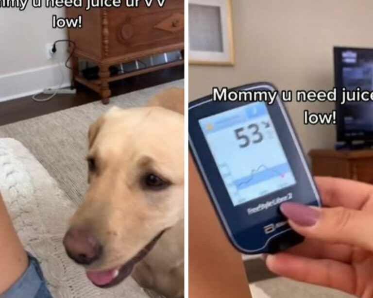 Lomito puede olfatear los niveles de azúcar de su dueña con diabetes