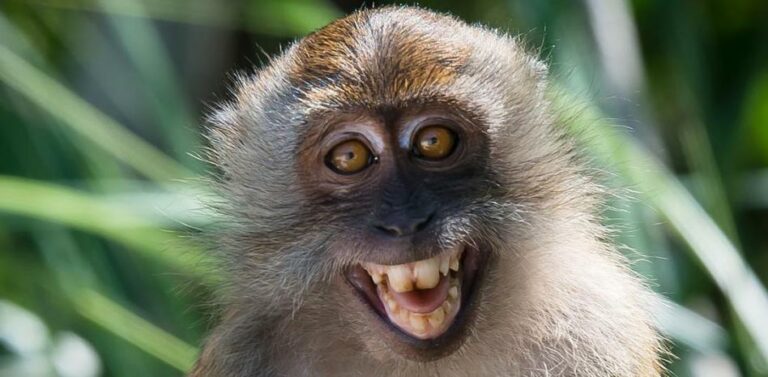 Un mono viaja 22 kilómetros en autobús para vengarse de sus captores