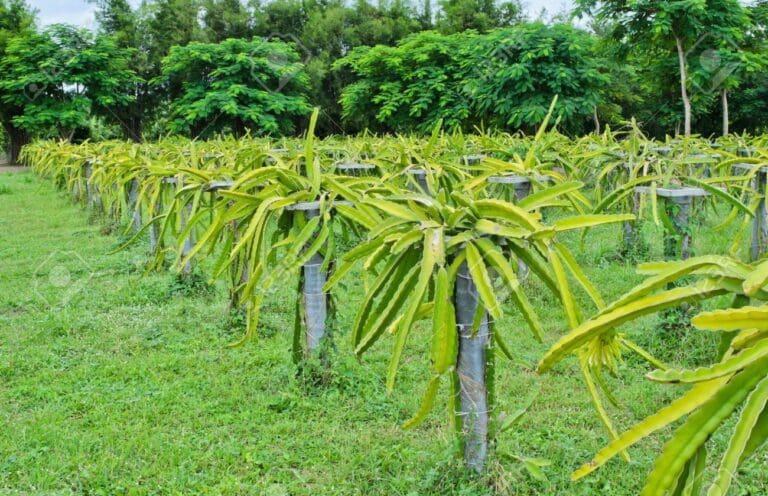 Retiran seguro catastrófico a campesinos de Quintana Roo