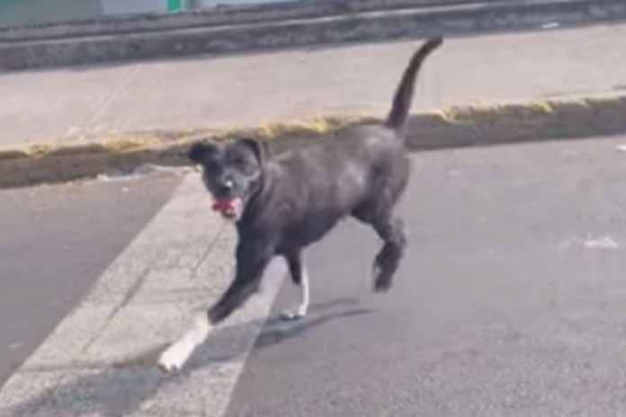 Conductor abandona a perrito en Viaducto; causa indignación en redes sociales