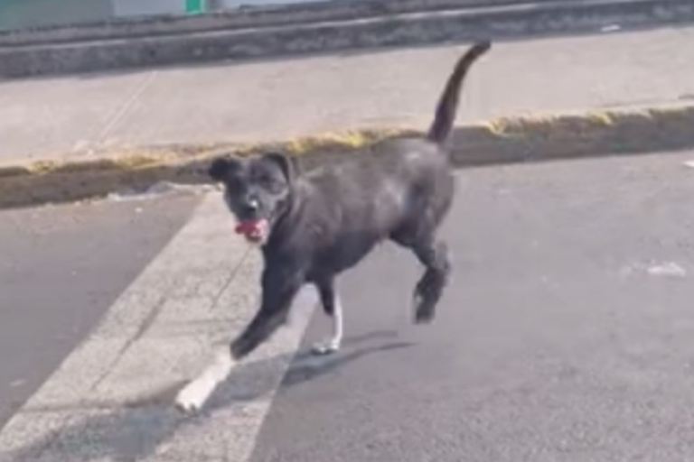 Conductor abandona a perrito en Viaducto; causa indignación en redes sociales