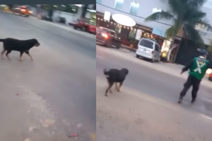 Viral: Policía en Oaxaca ayuda a perrito a cruzar la calle