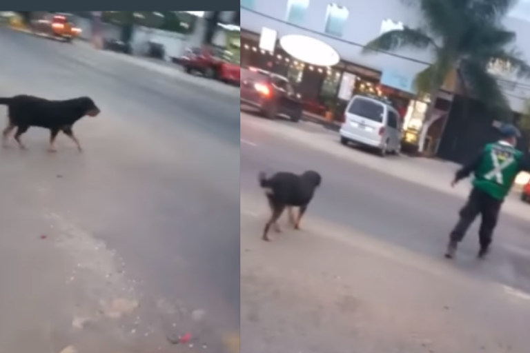 Viral: Policía en Oaxaca ayuda a perrito a cruzar la calle