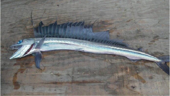 Pez lanceta de hocico largo