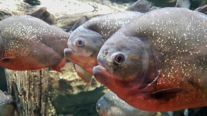 Peces carnívoros atacan en las costas de un río a grupo de personas, hay más de 30 heridos