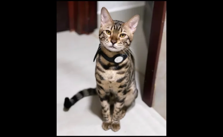 Ofrecen 20 mil pesos de recompensa por un gatito perdido en Sinaloa