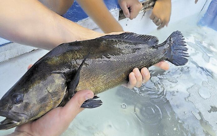 Fiscalía de México imputa a 6 personas por tráfico de totoaba